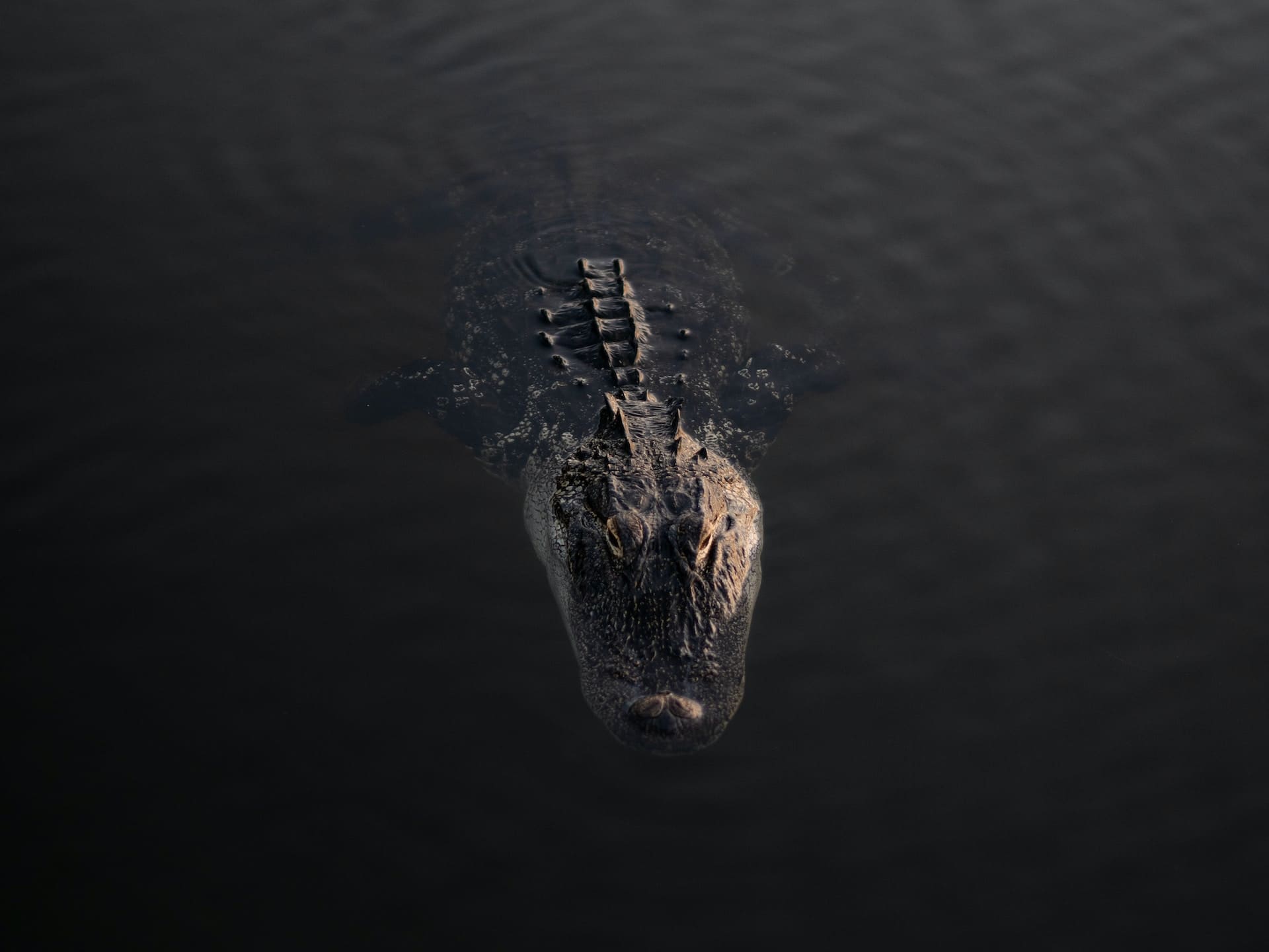 alligator swimming at dusk in lake okeechobee