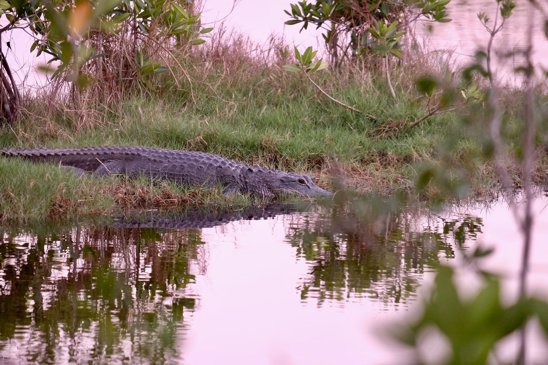 alligator in lake okeechobee in the morning