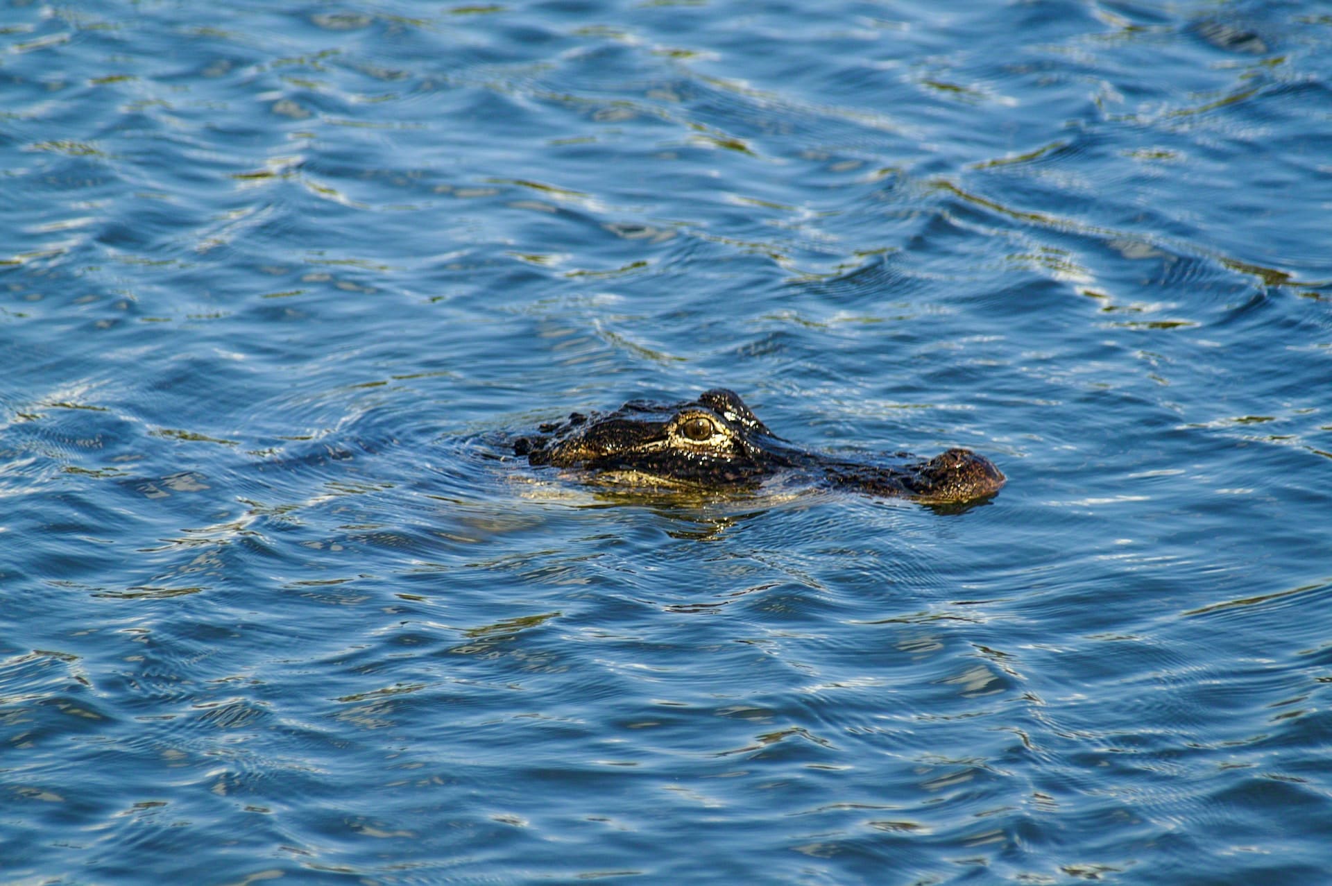 alligator swimming in lake okeechobee