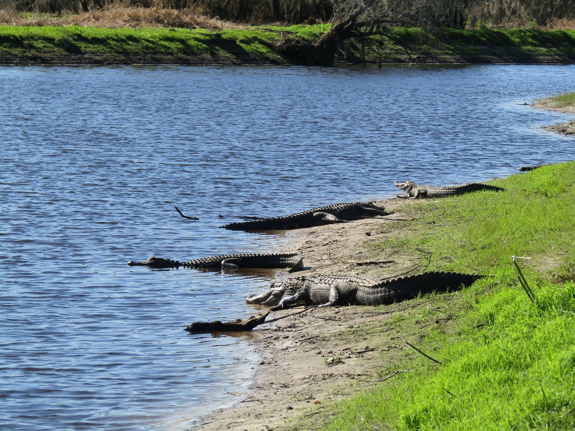 alligators on bank of lake okeechobee