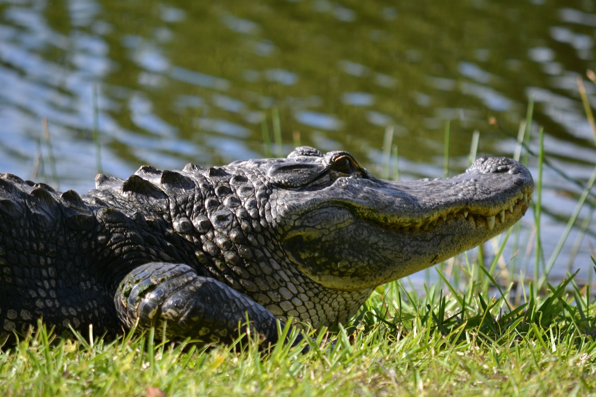 alligators in lake okeechobee