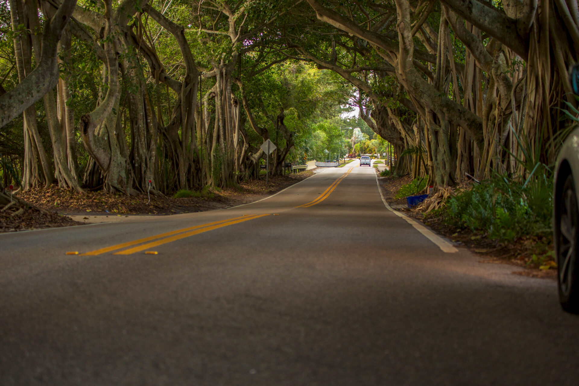 banyan trees stuart fl