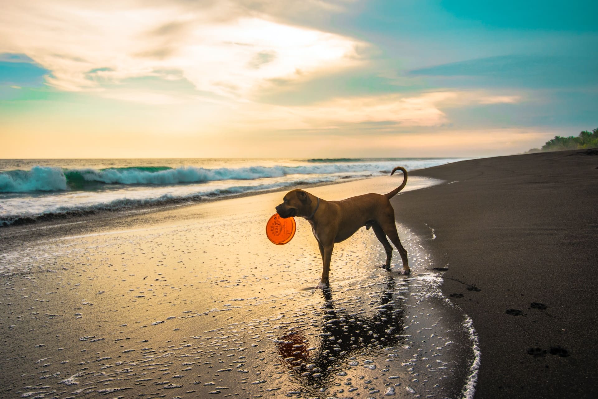 treasure coast dog beach