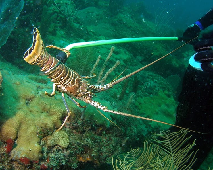 lobster season diving gear