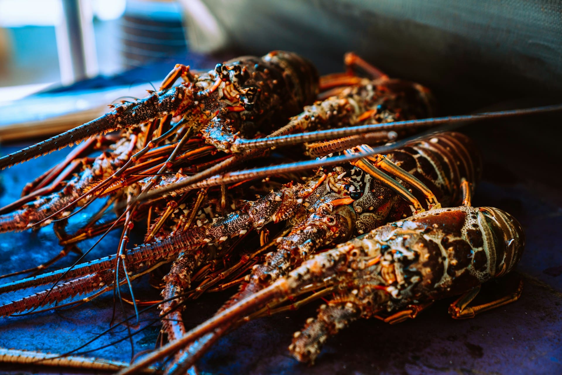 florida lobster season