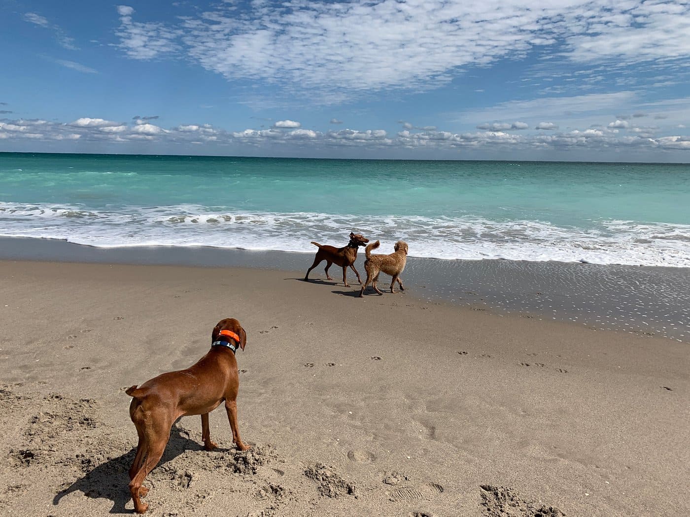 Jupiter Off-Leash Dog Beach