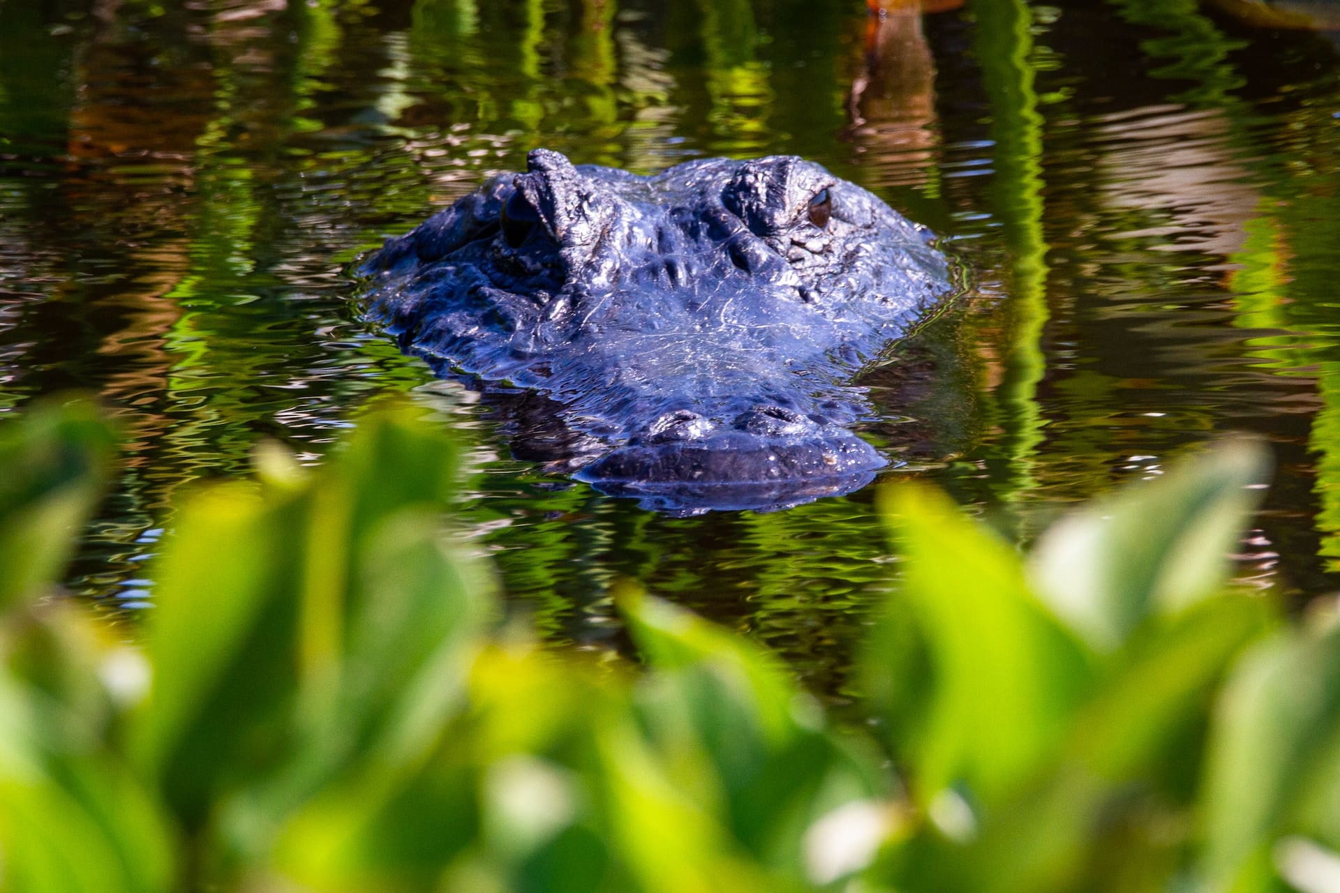 lake okeechobee alligators