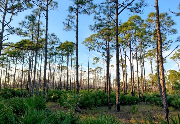 st sebastian river state park florida