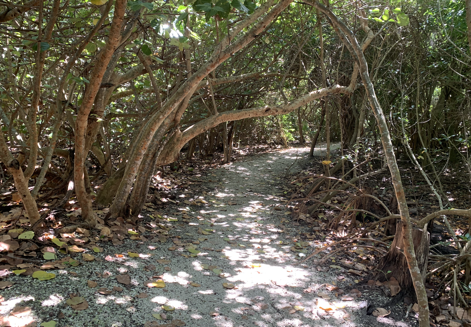 beach path