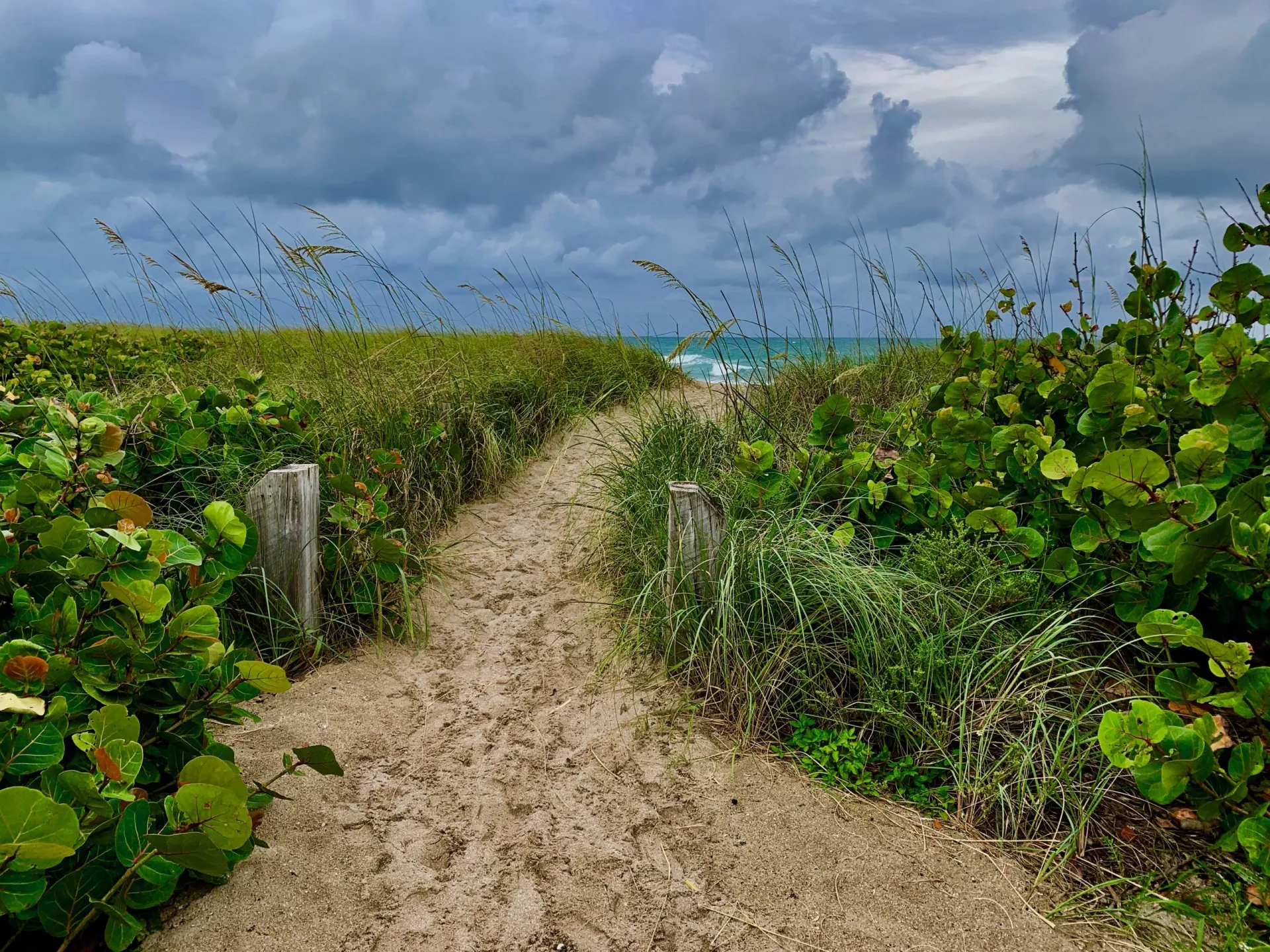 beach seagrapes